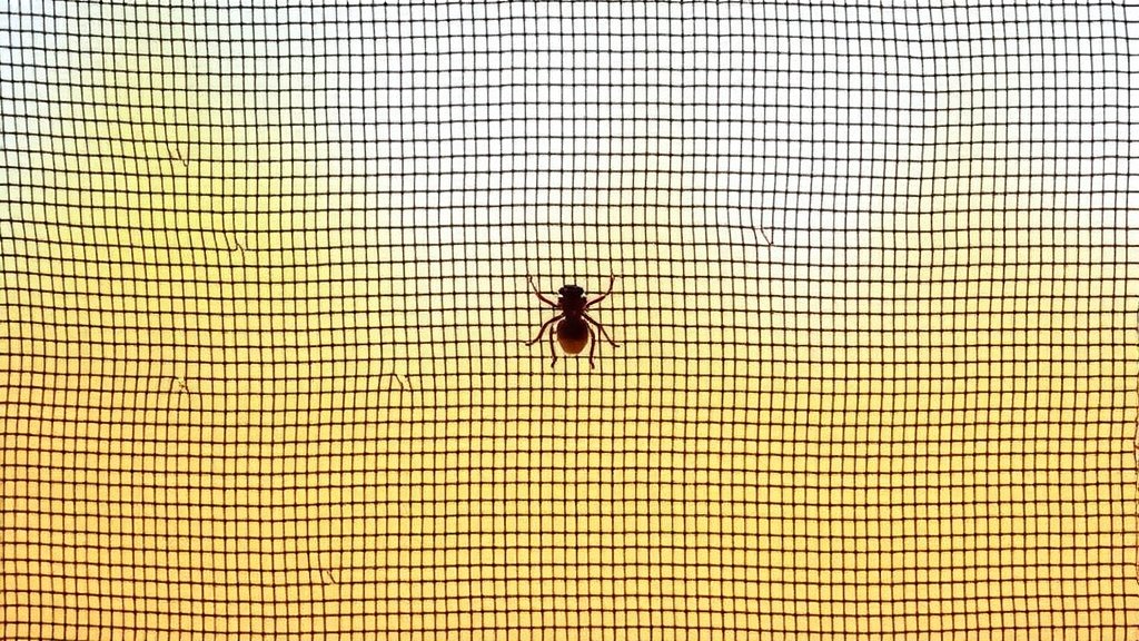 Understanding No-See-Um Screens: Your Defense Against Tiny Pests